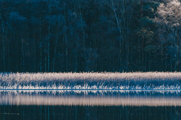 Reeds line the tranquil shores of a still lake in Sweden during the early morning light