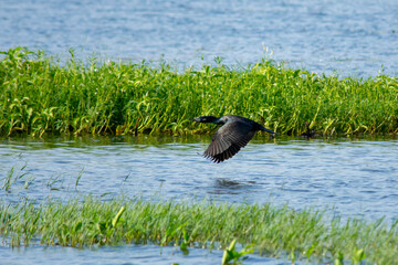 Great Cormorant