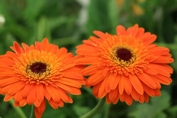 orange gerbera flower