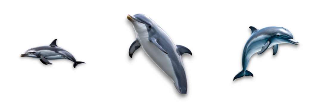 Isolated dolphins on transparent background, showcasing their playful nature