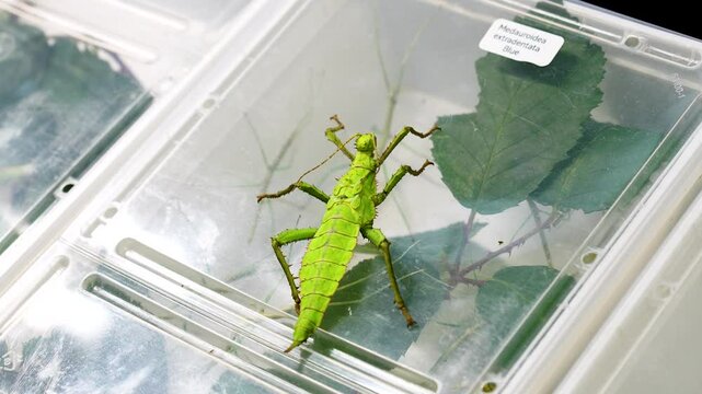 Heteropteryx dilatata 標本 ヒラタナナフシムシ Heteropteryx dilatata 標本 ヒラタナナフシムシ サカダチコノハ