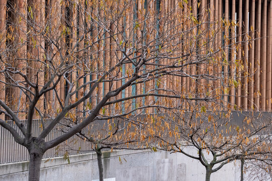 Leafless trees showcase the essence of autumn while contrasting beautifully with the modern architecture behind, symbolizing change and nature's cycles.