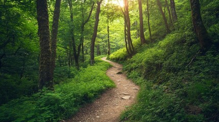Fototapeta premium Serene forest pathway winding through lush greenery at sunrise