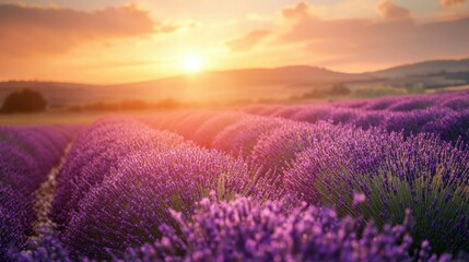 Breathtaking lavender fields at sunset with vibrant colors and rolling hills