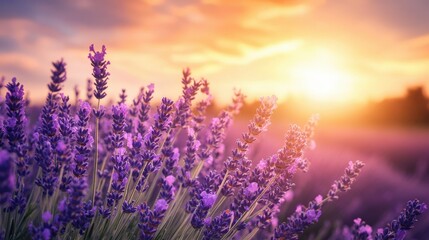 Vibrant lavender field at sunset with glorious sunlight and purple blooms