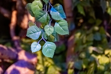 Fresh green leaves swaying gently in a tranquil forest setting during the afternoon