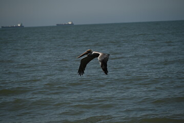 pelican flying