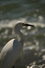 great white heron