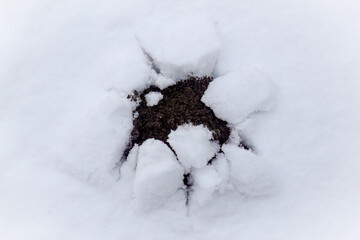 a fresh molehill in the snowed in garden at a winter day