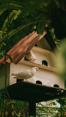 Rustic Birdhouse in Tropical Garden Setting