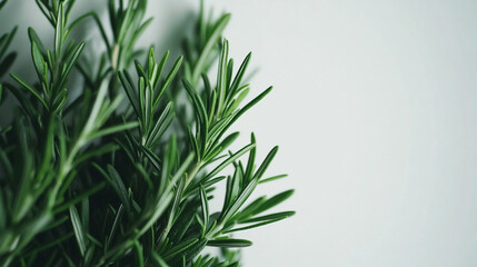 Fototapeta premium Fresh rosemary growing indoors in a bright kitchen setting during the afternoon