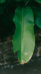 Tropical Palm Leaf Close-up in Natural Light