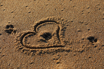 Dog footprint on wet sand and heart around it, heart shape and paw prints on sandy beach at sunset