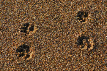 Paw Prints on Sandy Beach