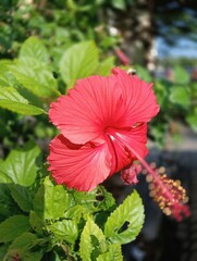Hibiscus rosa-sinensis, It is an artificial hybrid created in cultivation in pre-European times by Polynesians in the western Pacific from the species Hibiscus cooperi 