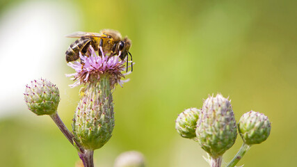 a bee on a pink thorny flower and collects nectar. close-up, macro of thorny purple thistle and bee blossom bloom flower. Bee collects pollen on light green background. European honey bee