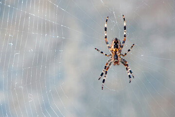 Araneus big spider. large spider, Araneus, sitting on a web. Spider. Macro photo of a garden spider on a web against a natural gray background. isolated on light, close-up, place for text