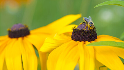 Rudbeckia Hirta. The honey bee collects nectar from the yellow echinacea flower. Close-up image....