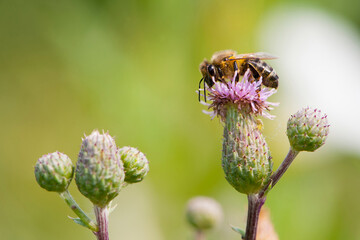 a bee on a pink thorny flower and collects nectar. close-up, macro of thorny purple thistle and bee blossom bloom flower. Bee collects pollen on light green background. European honey bee