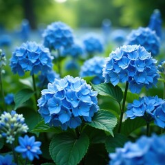 lush blue hydrangeas and delphiniums in a field of blue, blue flowers, delphiniums
