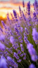 Fototapeta premium Vibrant Lavender Field at Sunset