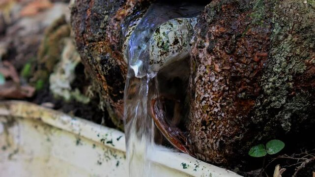 water source from platan tree in nature 