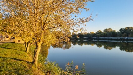 Tree with golden autumn leaves by a calm lake at sunset. Peaceful nature landscape with reflections on the water. Seasonal and scenic concept for design and print
