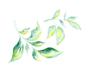 Watercolor painting of green leaves isolated on white, top view