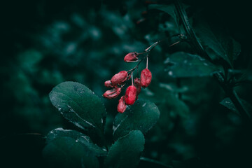 A close up of red Barberry bush berries