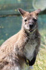 Cute fluffy wallaby in the park. Marsupial mammals. Australia
