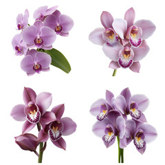 Exquisite Pink Orchid Collection on Black