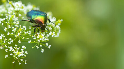 Cetonia aurata, Golden bronze. beetle on a wildflower. large green beetle Cetonia aurata on small...