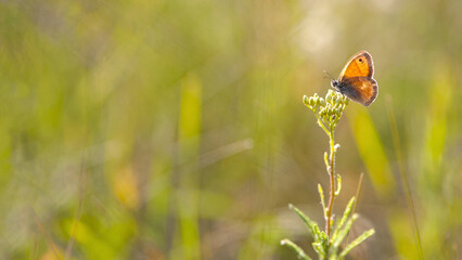 Small copper butterfly, Hyponephele lupinus, perched on white wildflower in nature. Orange wing. Macro photo of insect pollinator in green environment. isolated on light background