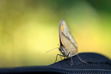 Pyronia tithonus, delicate orange butterfly. Front view of a tiny butterfly resting on a black cloth. butterfly eyes, close-up, soft blurry yellow-green background. insect in nature. macro