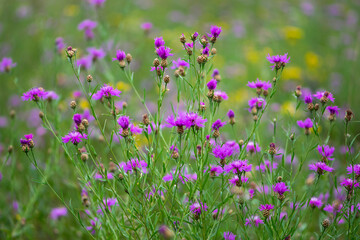 Centaurea jacea. Knapweed close-up. Purple bright flower on a background of green leaves. Beautiful botanical floral background. Flowering plant background of bright wildflowers in green grass