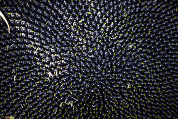sunflower seeds closeup. Sunflower with ripe seeds. Ripe sunflower. black natural background....