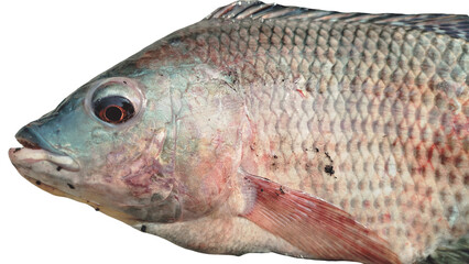 fish on white background