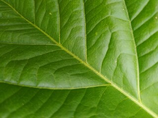 Close-Up of Green Leaf Texture with Natural Patterns. Batu kajang - January 27, 2025