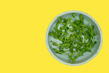 Fresh microgreens pea in a ceramic bowl. Salads with added microgreens. Microgreens salads. Yellow...