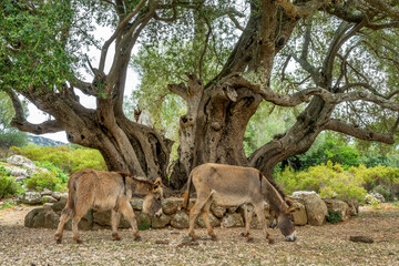 Donkeys and very old ancient Olive tree in Golgo plateau near Baunei in Ogliastra, Sardinia island, Italy