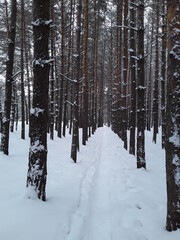 A winter landscape of a coniferous forest in black and white colors; high pine trees in the background and land covered with thick snow with a trodden road in the foreground; a horizontal photo. 