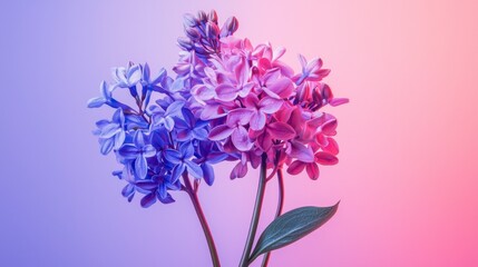 Purple hyacinth flowers on pink gradient background
