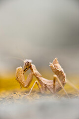 European Dwarf Mantis, female, Kleine Fangschrecke, Weibchen, Ameles spallanzania, Fangschrecken, Gottesanbeterin Sardinia Italy