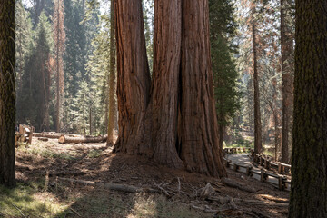 Giant sequoia trees in Sequoia National Park, California