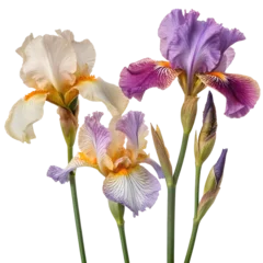 Fototapete Rund Blooming iris flowers isolated on the transparent background © Natallia