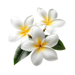 White plume flower and plumeria flower isolated on white and transparent backgrounds