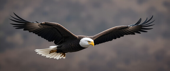 Naklejka premium bald eagle in flight