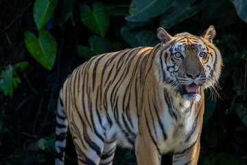 striking tiger standing amidst lush tropical vegetation,