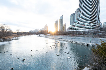 Winter sunset over a calm urban lake, with ducks and a swan swimming peacefully. Modern high-rise...
