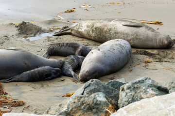 Mother (cow) elephant seals and their pups sunning on a beach at Piedras Blancas Elephant Seal Rookery
